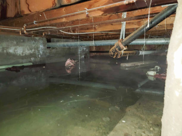 Best Local water damage restoration  in Morrisville, NY