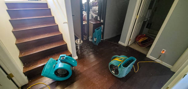 Best Mold removal after water damage  in Morrisville, NY