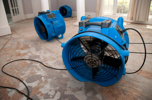 Best Mold removal after water damage  in Morrisville, NY